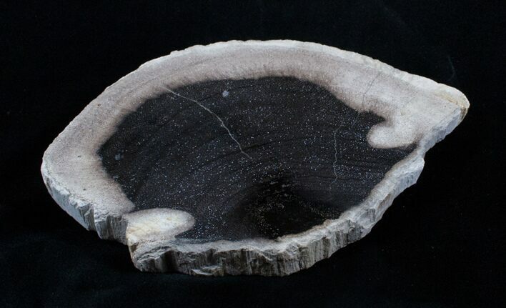 Petrified Palmwood Slab From Indonesia - x inches #3202